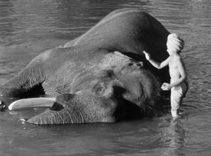 Niño elefante 1937